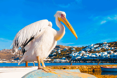 zeilen Griekenland: pelikaan in Mykonos